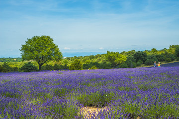 Gartenposter Lavendelblüten Lavendelfeld  © Photo Feats