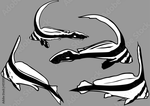 Juvenile Jackknife Fish (Equetus lanceolatus)