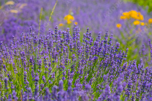 Fototapeta Naklejka Na Ścianę i Meble -  Blooming Lavender flower field near Hungarian city Tihany .