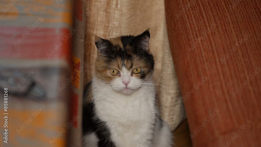 GATO BOSTEZAR HEMBRA SIMETRÍA
Plano fijo cámara en mano dslr, gato bostezando mirando a los aldos GATO BOSTEZAR HEMBRA SIMETRÍA
Plano fijo cámara en mano dslr, gato bostezando mirando a los aldos