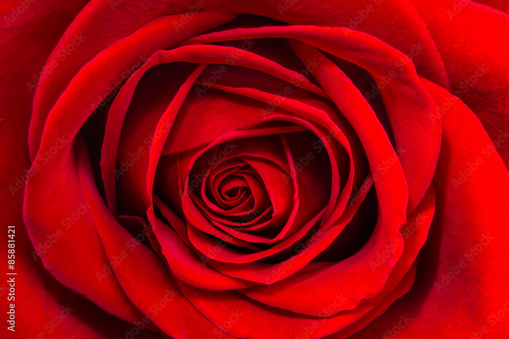 Red rose close-up Red rose close-up