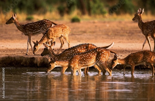 Herd of hind