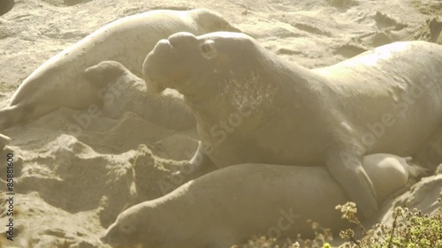Colony of Elephant Seals in Central California