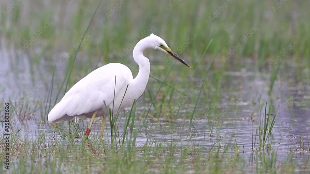 Silberreiher Great White Egret hunting jagend Silberreiher Great White Egret hunting jagend
