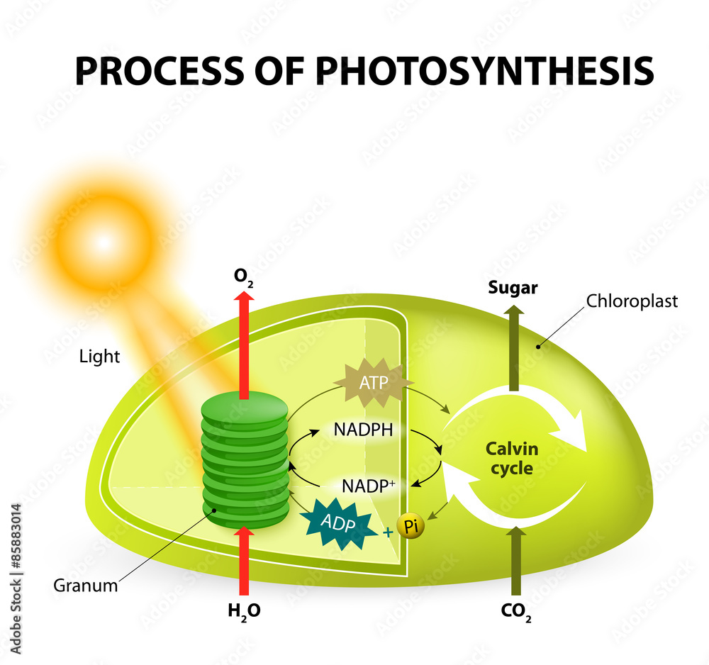 Vettoriale Stock Photosynthesis Adobe Stock