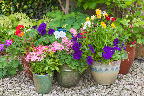 Colorful potted plants in garden corner.