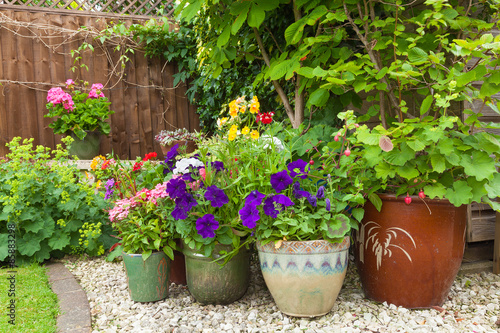 Colorful potted plants in garden corner.