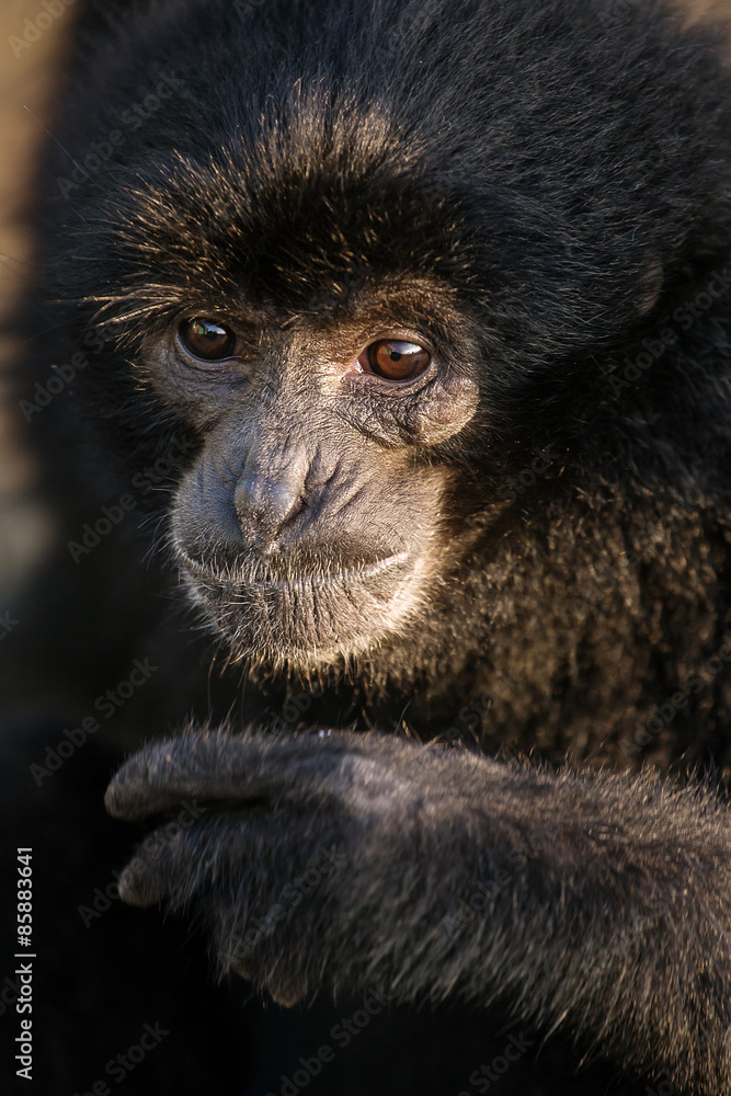 Black Gibbon named Botti close up portrait, Bukkitingi, Sumatra Black Gibbon named Botti close up portrait, Bukkitingi, Sumatra