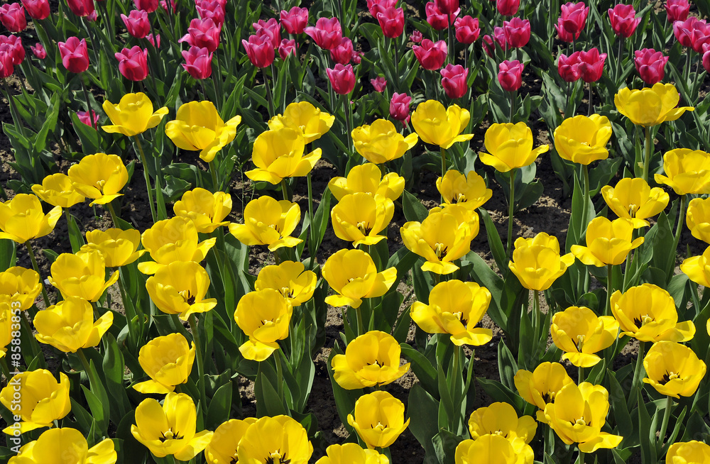 Tulpenfeld StockFoto Adobe Stock