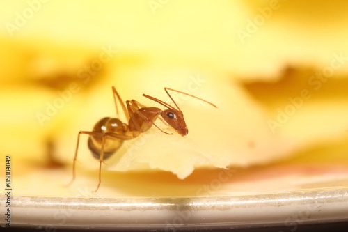 Wallpaper Mural Small ant Torontodigital.ca