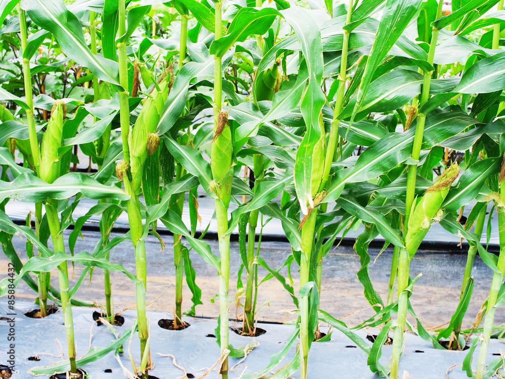 Corn Corn