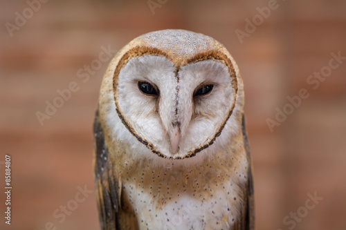 Fototapeta Naklejka Na Ścianę i Meble -  Barn Owl