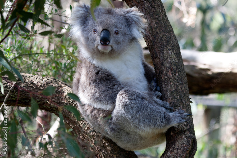Fototapeta premium Koala klettert auf Baum
