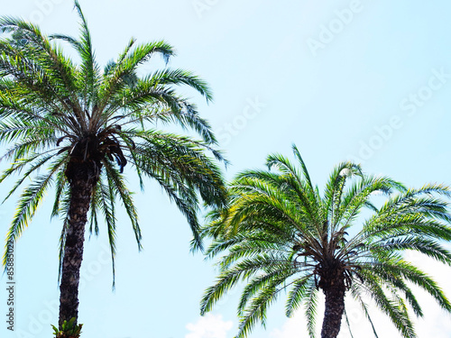 Dwarf date palm