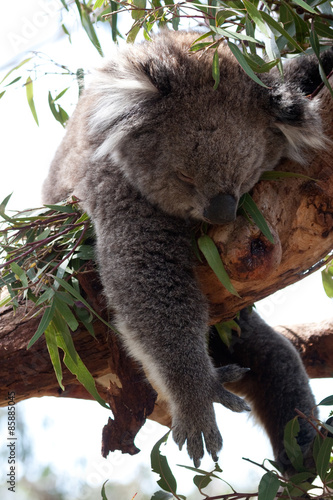 Fototapeta Naklejka Na Ścianę i Meble -  Koala hängt im Baum