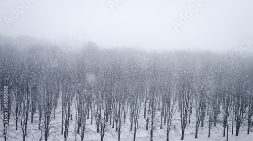Wallpaper Mural snowfall in the early morning over the park Torontodigital.ca