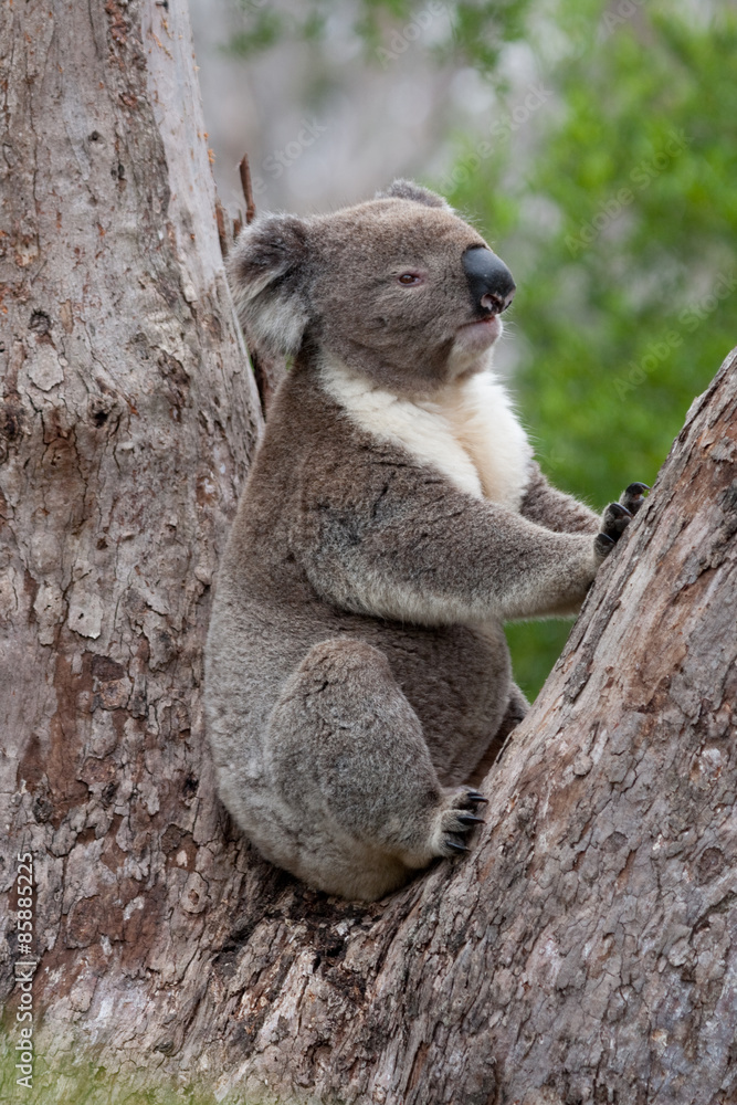 Koala klettert auf Baum Koala klettert auf Baum