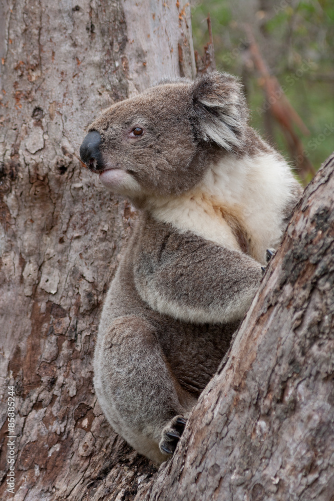 Naklejka premium Koala klettert auf Baum
