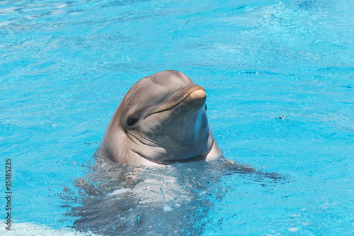 Dolphin smiling in the water