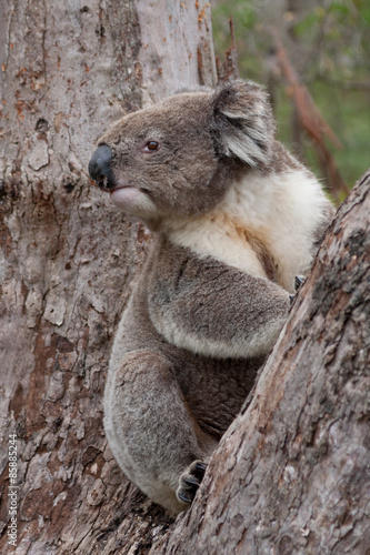 Fototapeta Naklejka Na Ścianę i Meble -  Koala klettert auf Baum