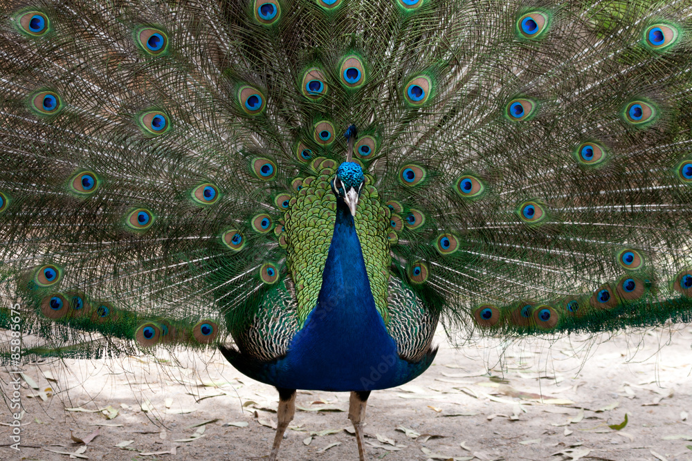Obraz premium Pfau close up