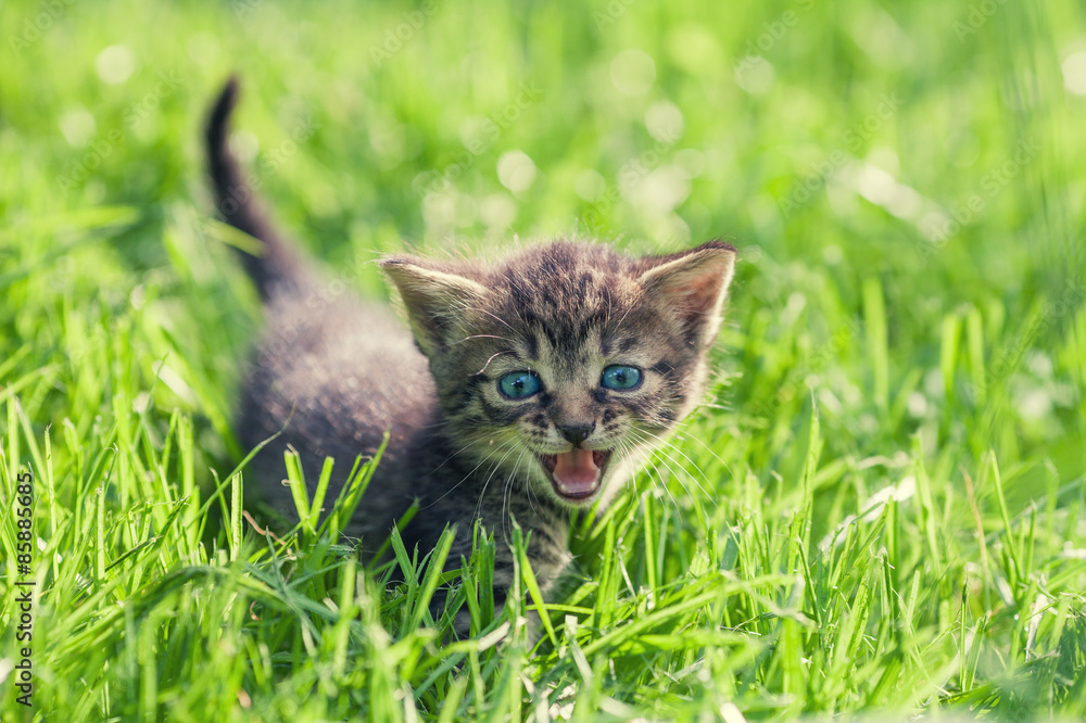 Little kitten on green lawn