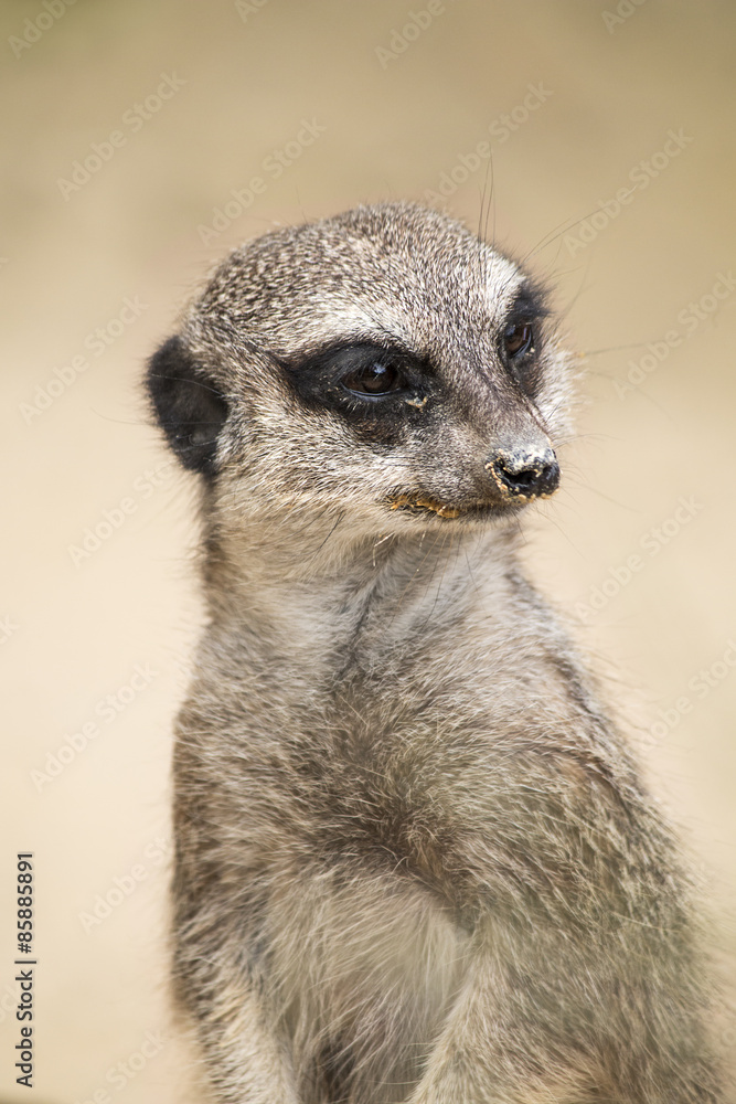 Meerkat standing up and looking Meerkat standing up and looking