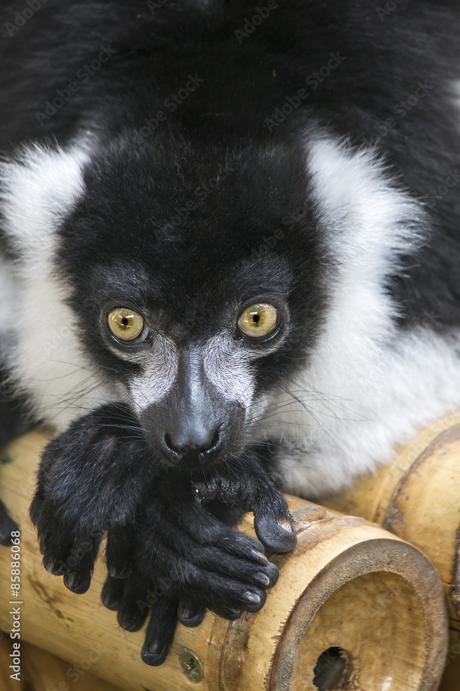 Fototapeta premium Ruffed Lemur, black and white, resting