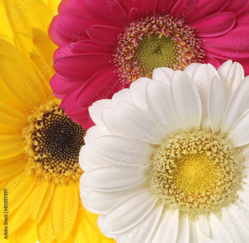 Gerbera flowers isolated on white.