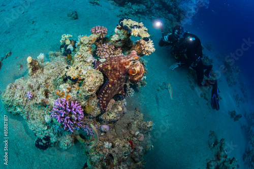 Fototapeta Naklejka Na Ścianę i Meble -  Diver met octopus