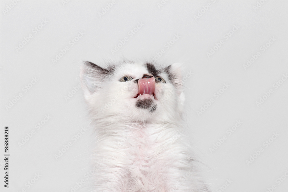 Fototapeta premium kitty licked