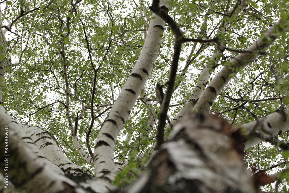 Fototapeta premium birch