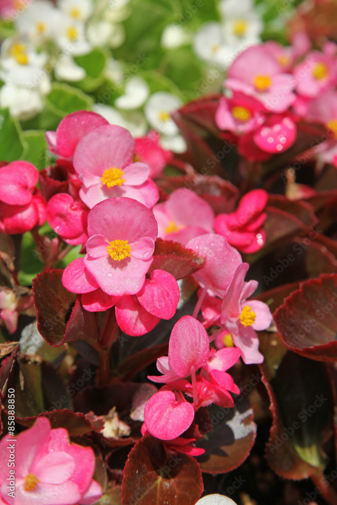 Bégonias nains multicolor Bégonias nains multicolor