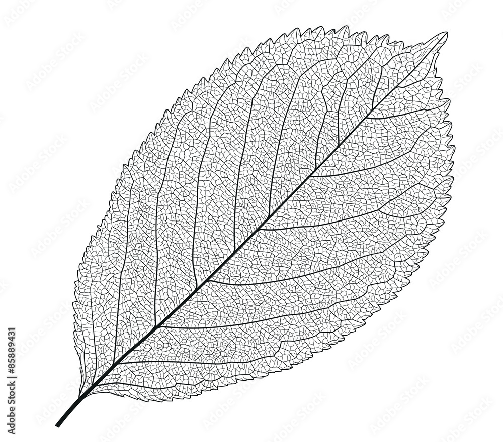 Leaf With Veins - obrazy, fototapety, plakaty 