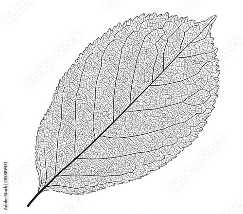 Leaf With Veins