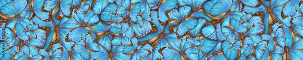 Fototapeta abstrakcjonistyczni tło tropikalni butterflys Morpho Menelaus