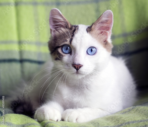 Kedi