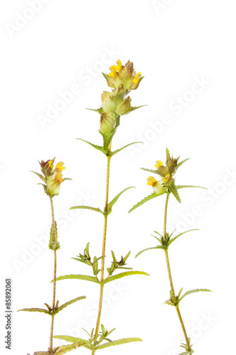 Yellow rattle plants