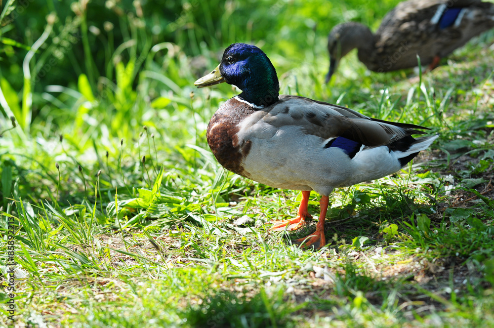 Ente im Sommer Ente im Sommer