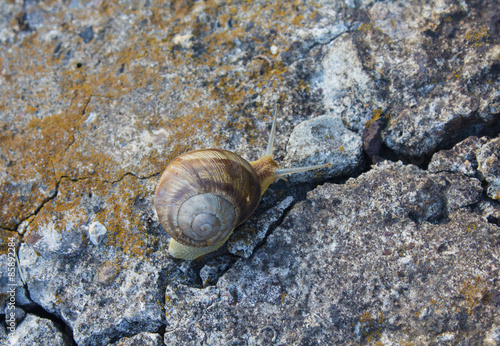 Lone snail crawling on old cracked concrete
