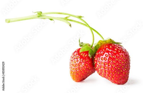 Two berry red strawberry on branch