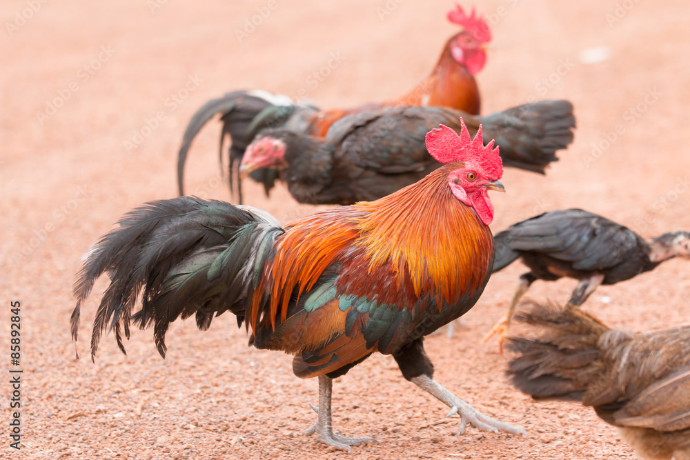 Red jungle fowl