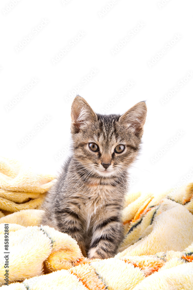 Small gray kitten look at camera on a soft yellow blanket