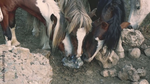 Poneys licking salt stone