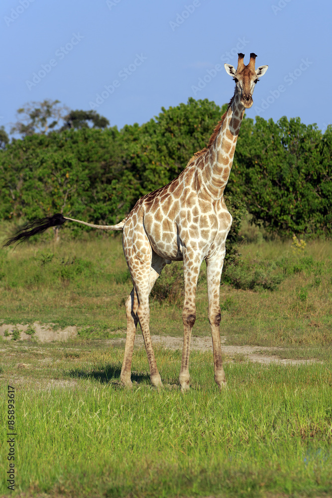 Obraz premium Giraffenbulle