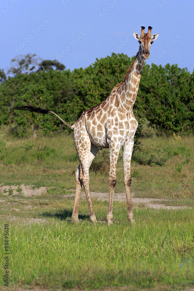 Obraz premium Giraffenbulle