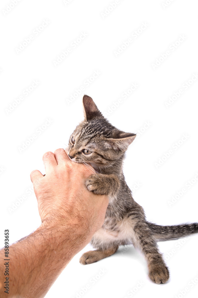 Fototapeta premium gray tabby kitten bites the hand on white background