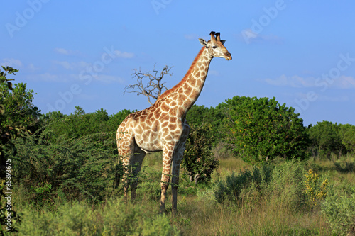 Giraffenbulle #85893675
