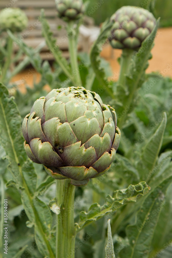 Fototapeta premium Artichoke 