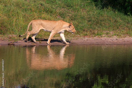 Fototapeta Naklejka Na Ścianę i Meble -  Löwin